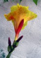 /album/galeria-imagens-da-ft-1/cravo-jpg/
