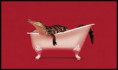 /album/galeria-imagens-da-ft-1/crocodilo-jpg/