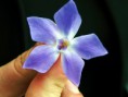 /album/galeria-imagens-da-ft-1/violeta-jpg/